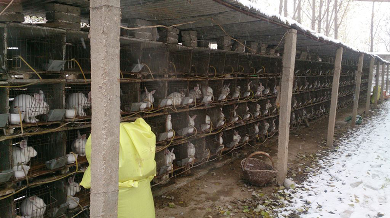 caged rabbits out in freezing cold