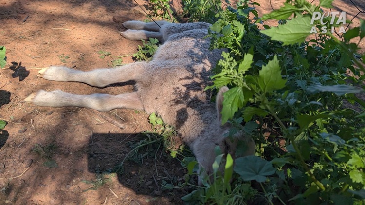 Image of collapsed sheep.