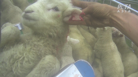 A worker cut a hole in this sheep's ear.