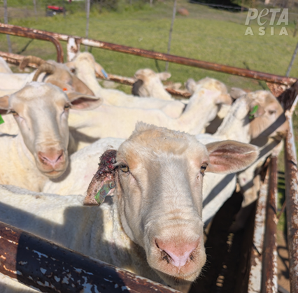 Image of crowded, penned sheep.