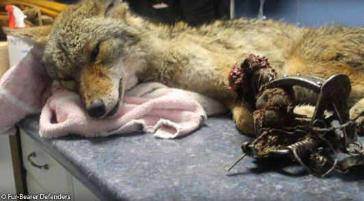 tell companies to ditch fur