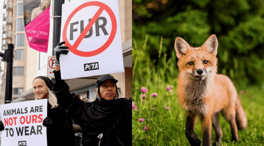 company goes fur free