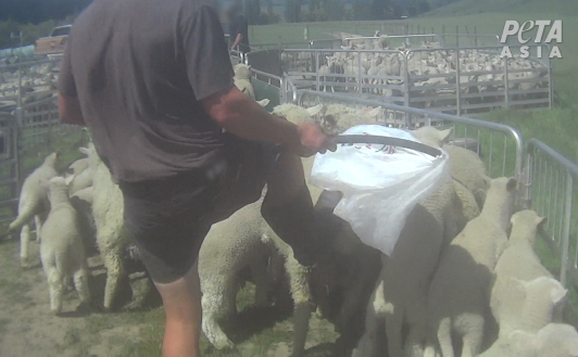 Worker kicking sheep.