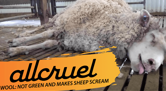 speak up for sheep