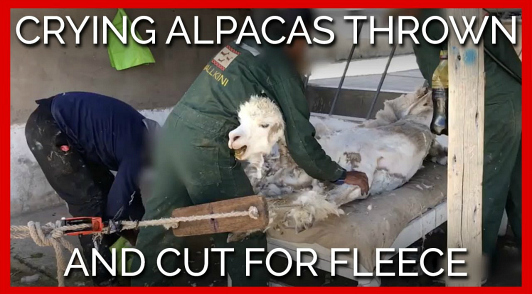 act now for alpacas