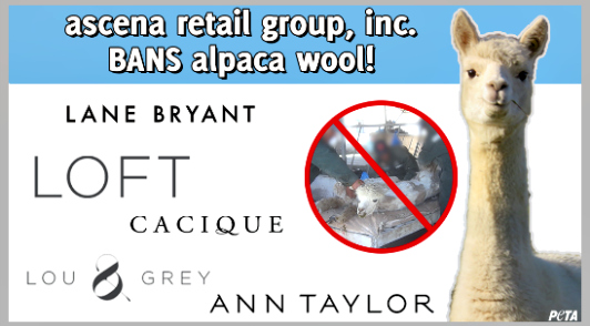 good news for alpacas