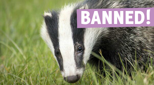 take action for badgers