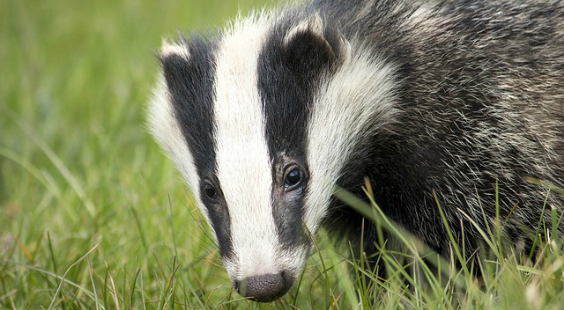 help badgers