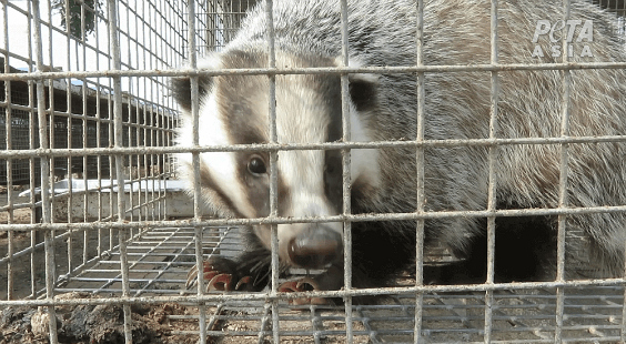 act now for badgers