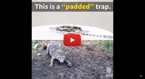 Coyote trapped