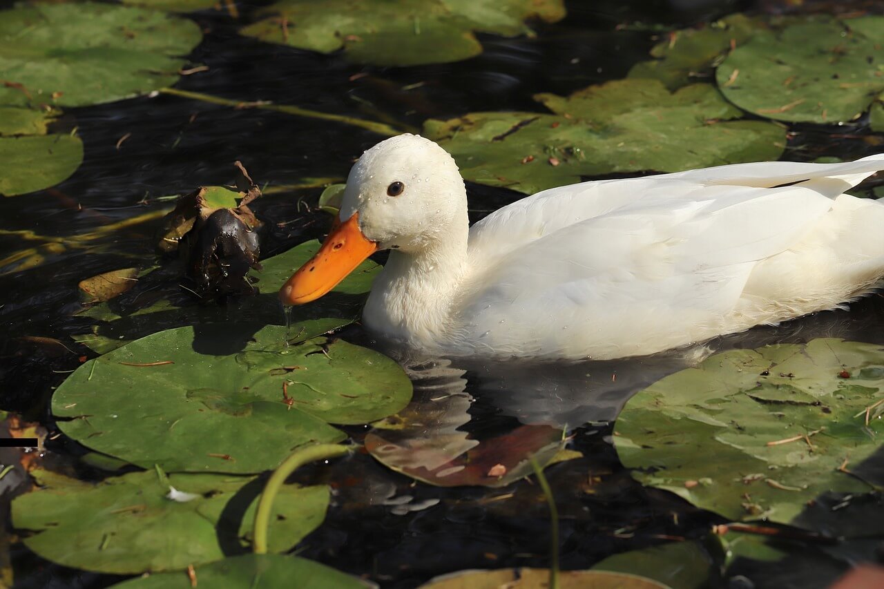 SKN cute duck pond NC Ducks’ Throats Slit, Legs Cut Off—Urge Target and Others to Act Now!