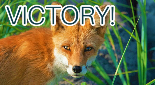fox