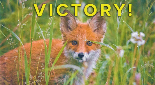 a fox in the grass with the word victory in yellow