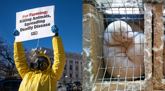 why fur farms are putting us at risk