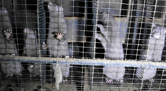 help animals killed for their fur