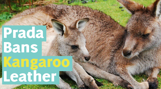 Prada bans kangaroo leather