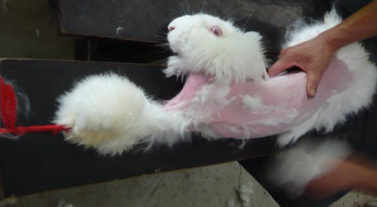 Worker stealing fur from angora rabbit