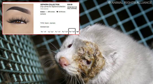 take action for minks