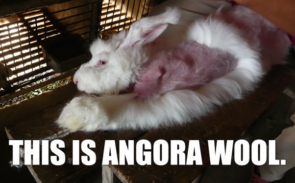 photo of rabbit with fur ripped from its body
