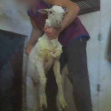this is the wool industry