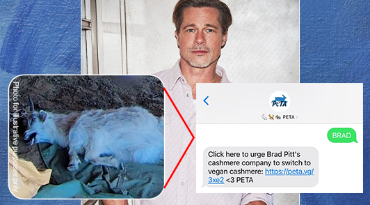 Image of Brad Pitt and Cashmere goat.
