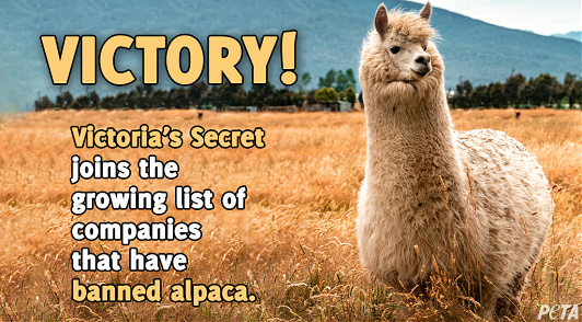 help alpacas