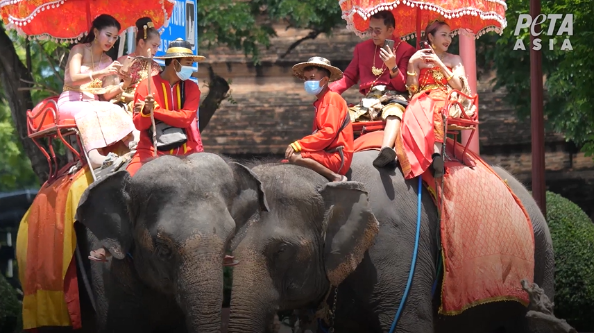 Screenshot+2022 09 21+141517 PETA Exposes Cruelty to Elephants at Thai Tourist Spot—Take Action
