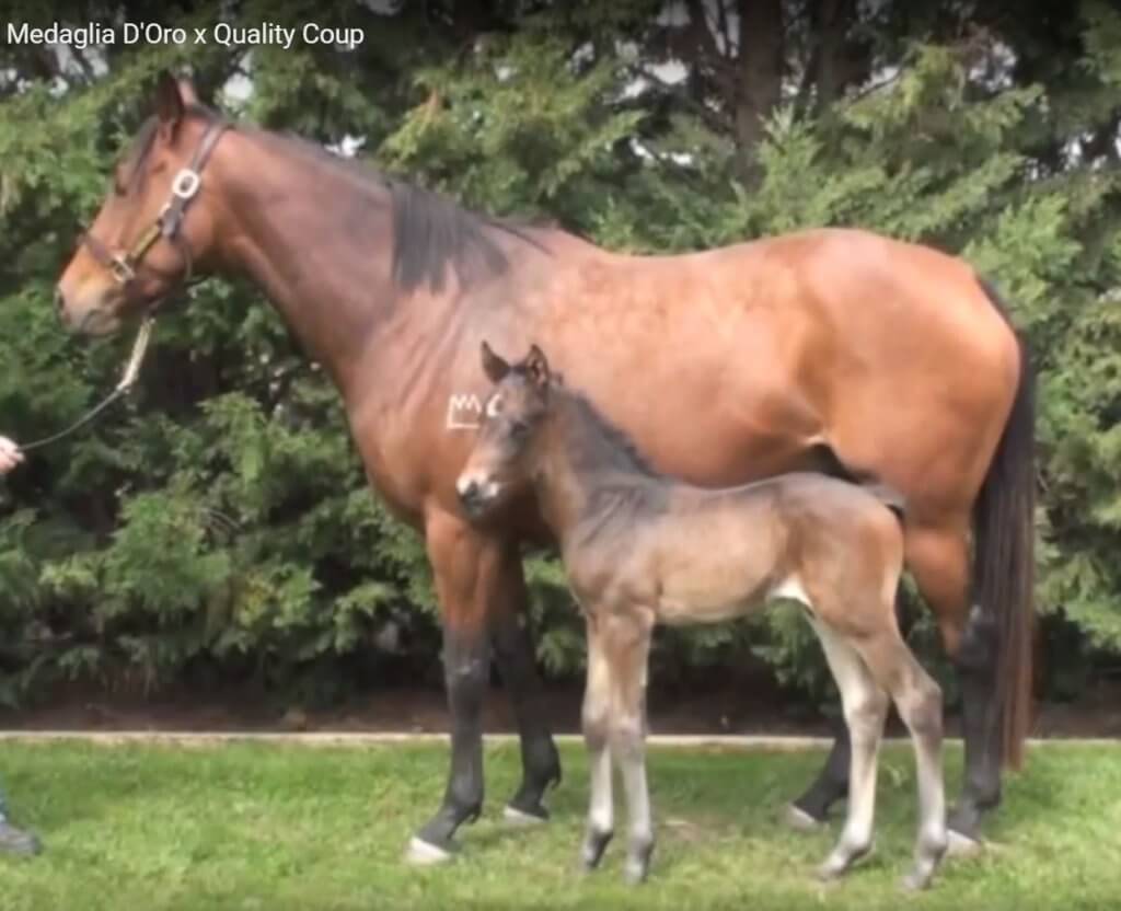 Seungja Yechan as a foal, with his mom, Quality Coup