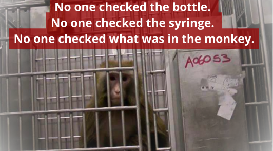 Monkey in WANPRC lab.