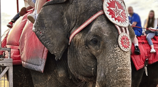 Viola the elephant giving rides