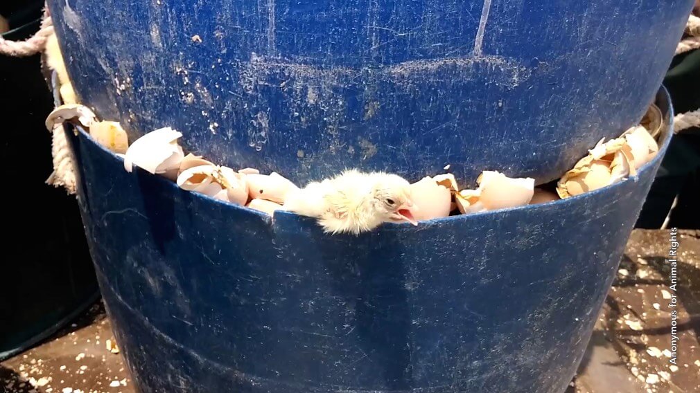 peta india chicks crushed under bucket