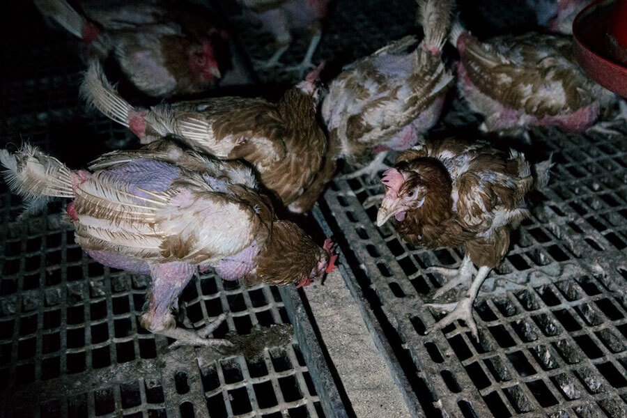six hens stand on a filthy wire floor with skins exposed as they are missing half of their feathers