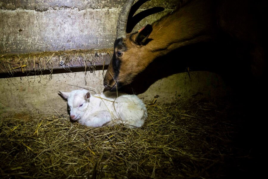 goat farm investigation