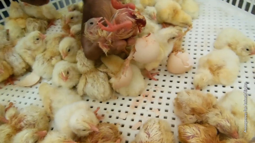 peta india chick investigation