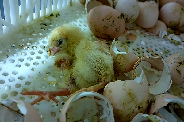 Sanderson Farms chicks