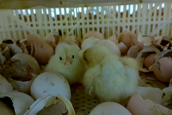 Sanderson Farms chicks