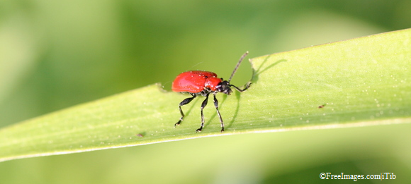 Eat Candy You Might Be Eating Bugs Save Animals Peta Kids Eat Candy You Might Be Eating Bugs Save Animals Peta Kids
