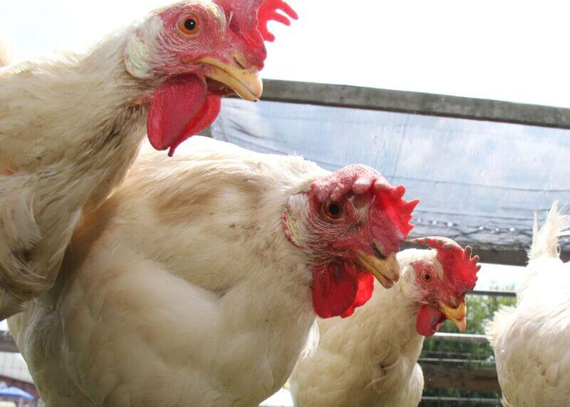 broiler chickens