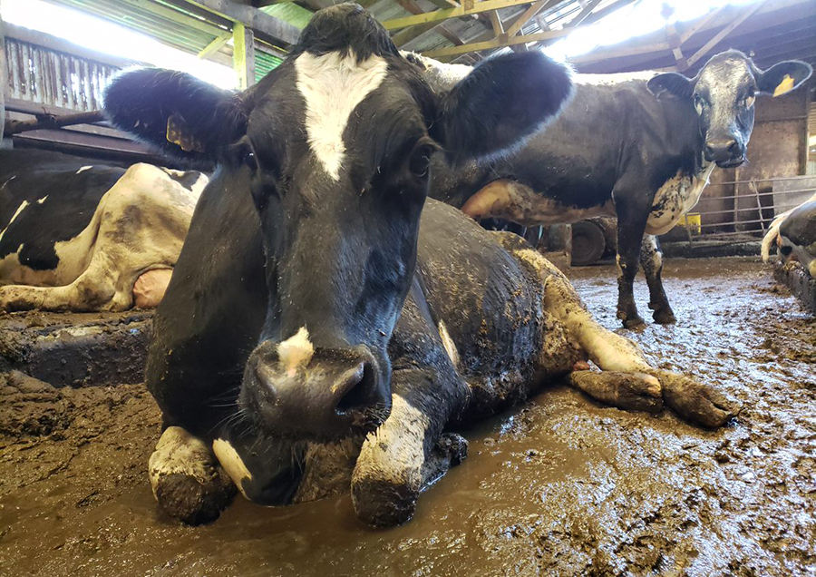 Neglected, Lame Cows Suffer Painfully in Filth for Cheese | PETA