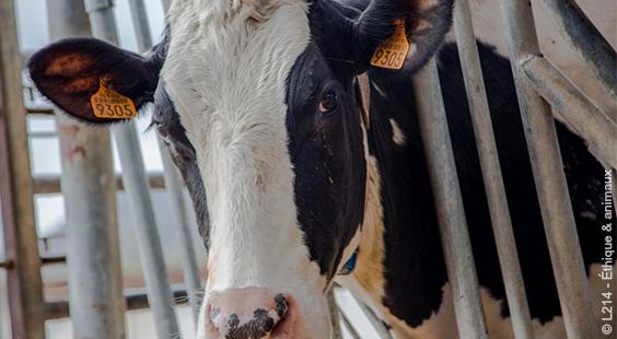 help cows on dairy farms