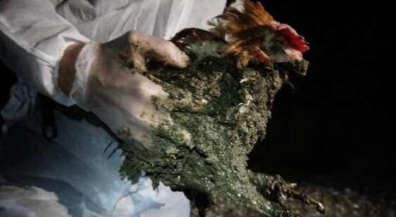 bird covered in feces