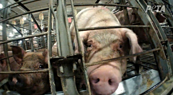 pig at farm