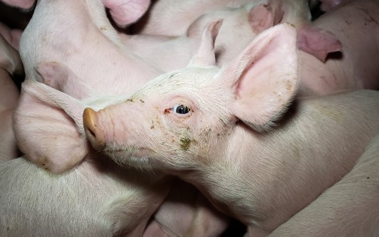 Image of piglets on factory farm