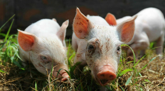 join the vegan mentor program