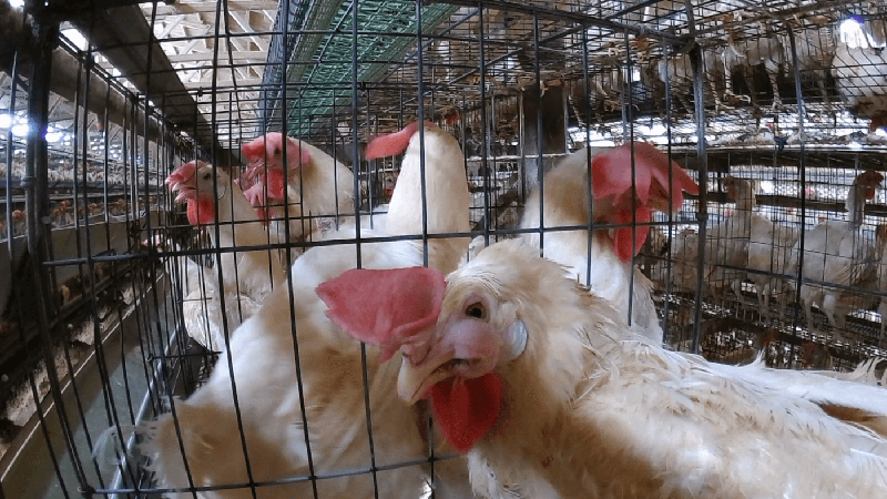 photo of chicken with a swollen face