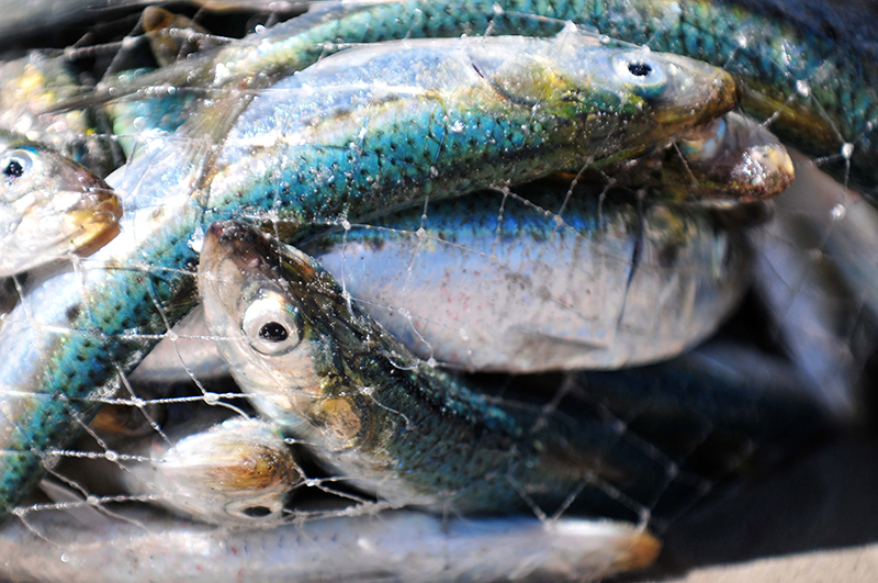 close-up image of living fish packed into fishing net