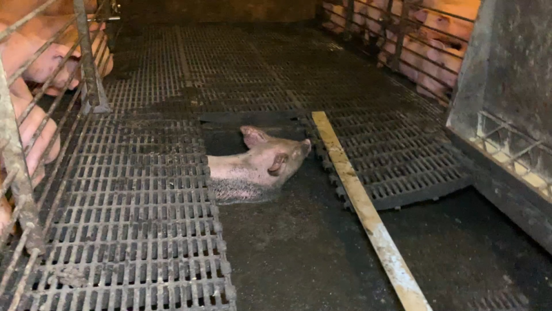 pig in manure pit