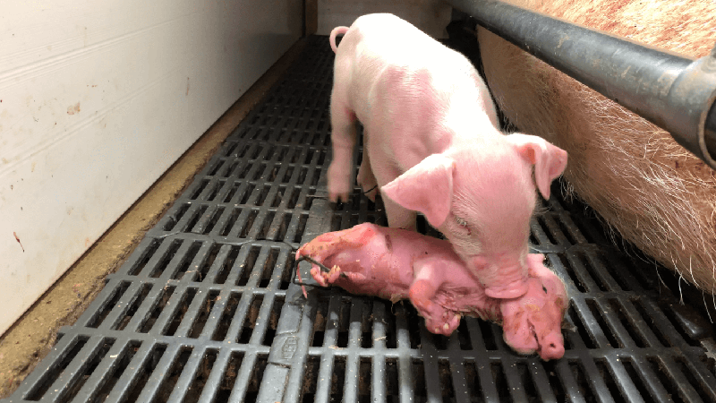 piglet with dead piglet