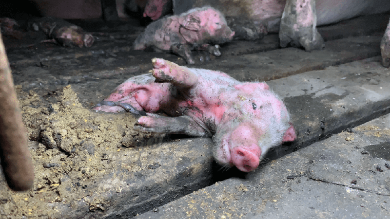 piglet dying in feces