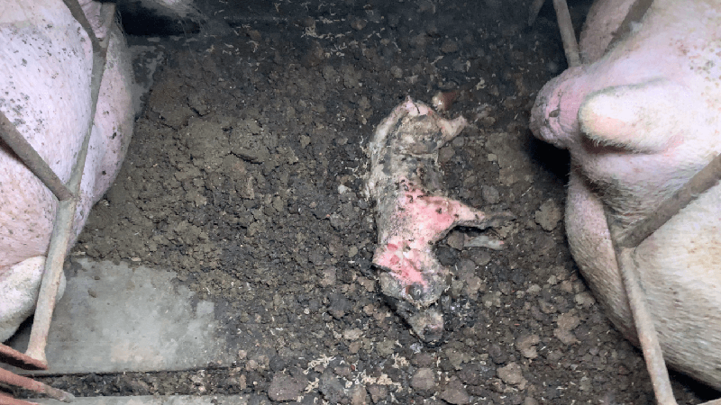 dead piglet covered in feces, maggots, and roaches